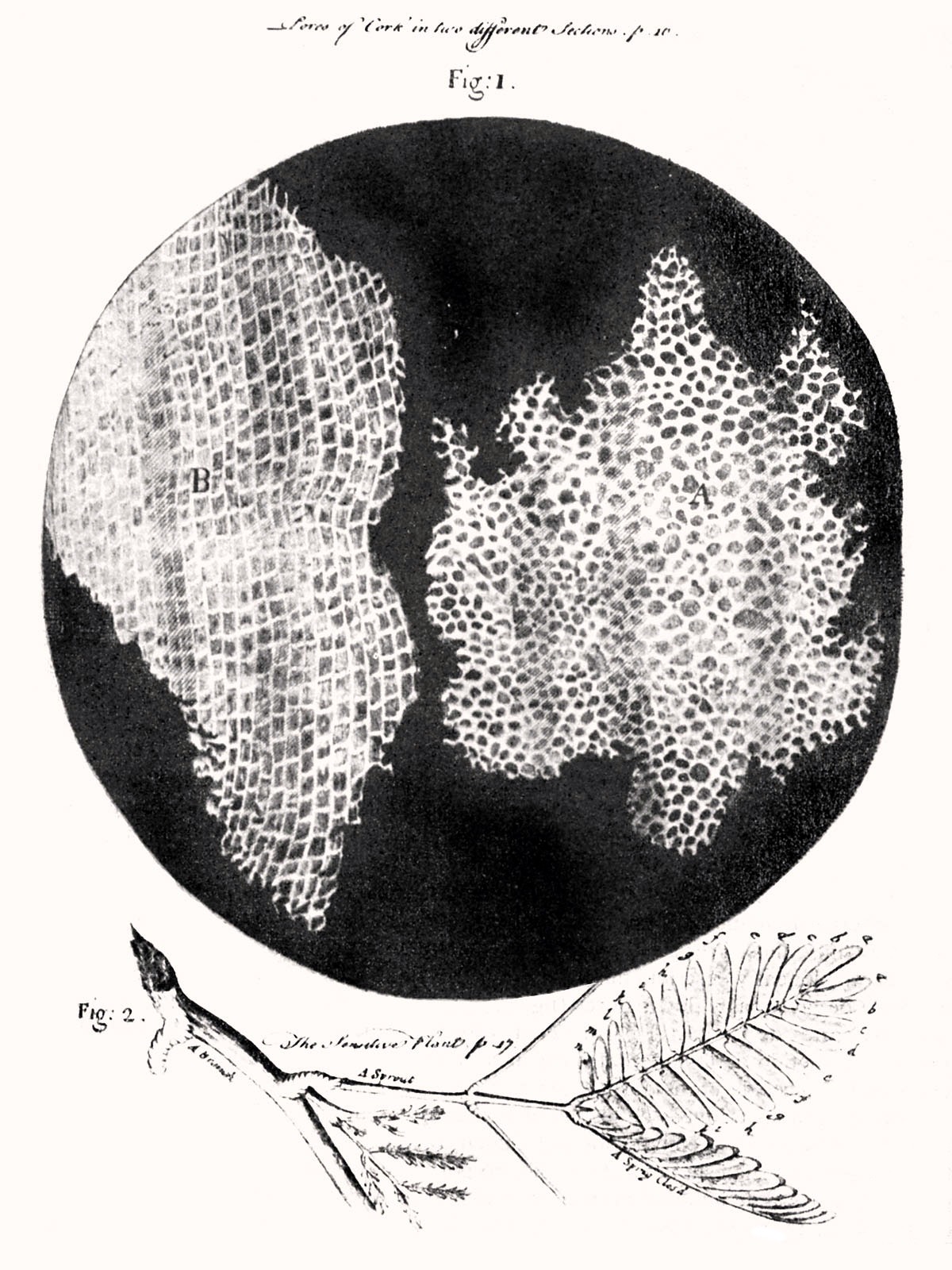 Рисунок пробки из «Микрографии» Роберта Гука (1665)