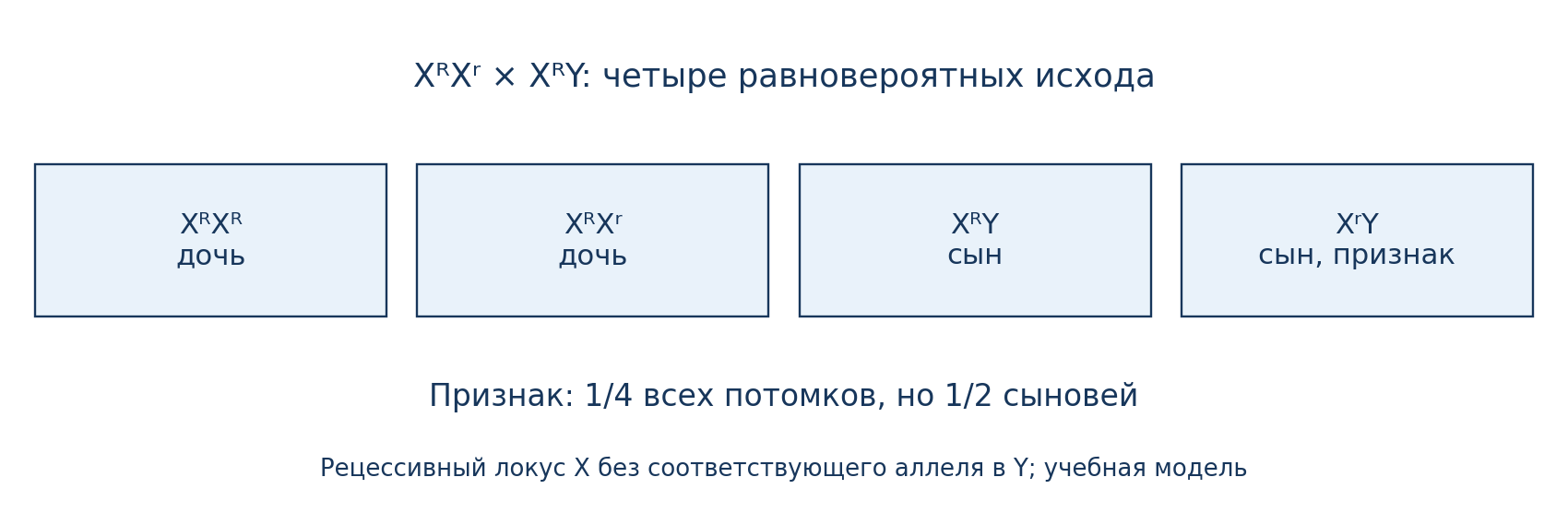 Четыре исхода XᴿXʳ × XᴿY: вероятности среди всех потомков и отдельно среди сыновей.