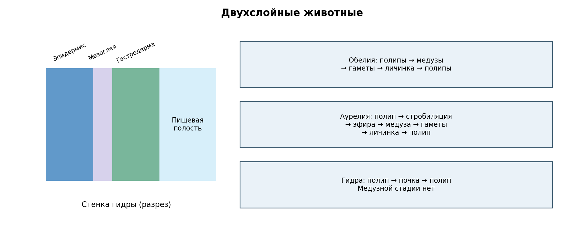 Учебный разрез стенки гидры: эпидермис, мезоглея, гастродерма и гастроваскулярная полость. Справа сравнение обелии, аурелии и гидры; пропорции условные.