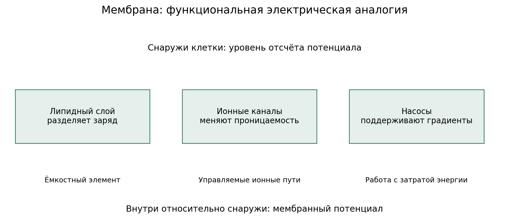 Функциональная аналогия: липидная мембрана разделяет заряд, каналы задают ионные пути, насос поддерживает градиенты. Это не полная электрическая схема нейрона и не инструкция подключения электродов.