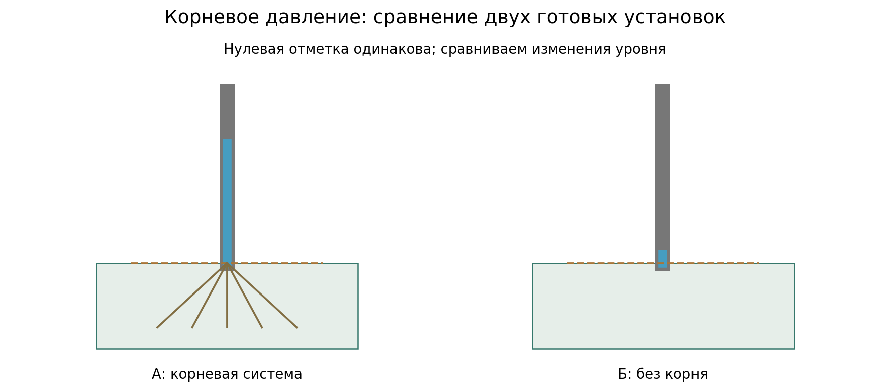 Функциональная схема готовой демонстрации: А — корень, Б — контроль без корня. Измеряется подъём относительно начальной отметки; трубка сообщается с атмосферой. Это схема анализа, не инструкция сборки.