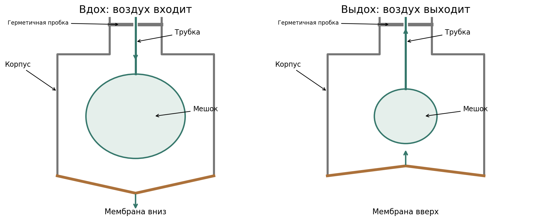 Авторская объёмная модель: слева мембрана опускается, пространство внутри корпуса над мембраной увеличивается, мешок расширяется и воздух входит по трубке; справа мембрана поднимается, мешок уменьшается и воздух выходит. Корпус, трубка, мешок и мембрана подписаны. Это схема вентиляции, не газообмена.