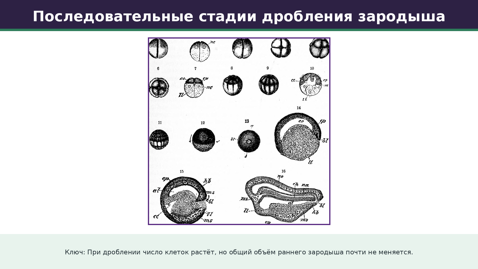 Историческое изображение стадий развития земноводного из исходного комплекта. Сопоставляйте последовательность дробления и гаструляцию с текстом урока.