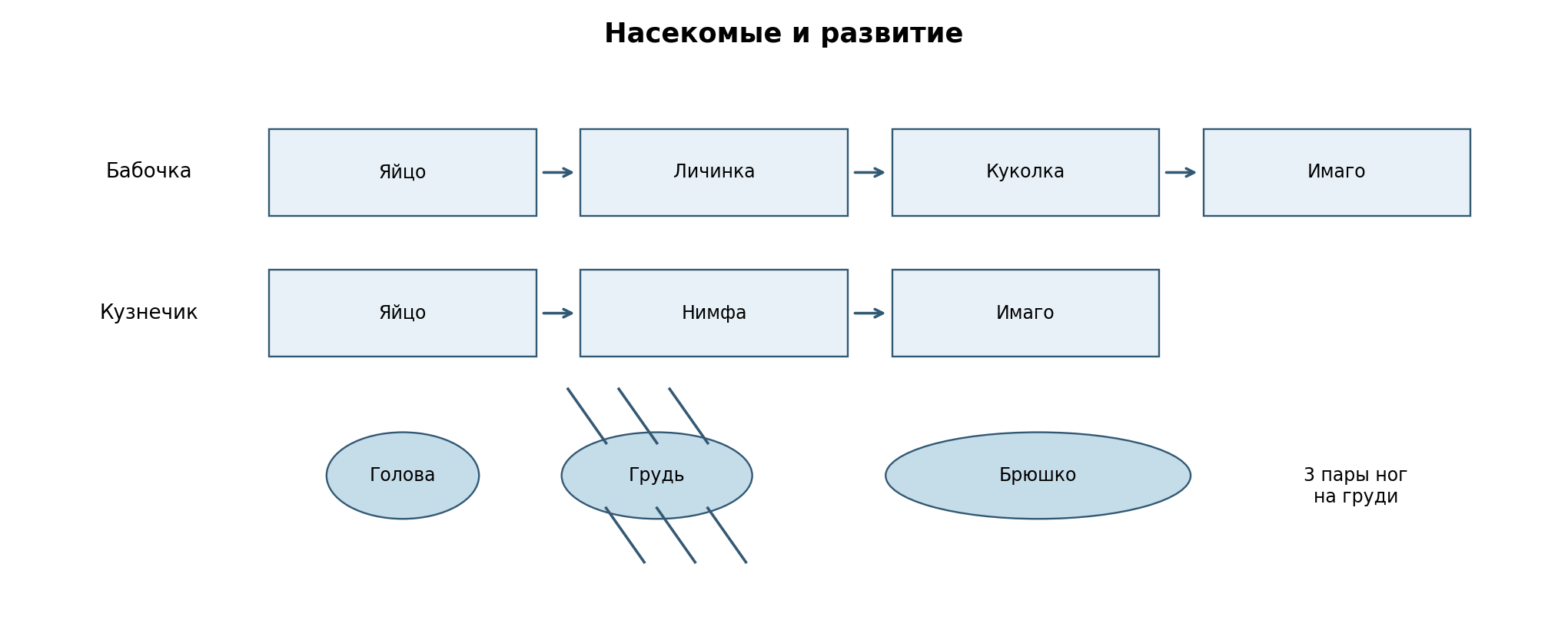 Две схемы развития: бабочка с куколкой и кузнечик без куколки. Вставка: три пары ног взрослого насекомого прикреплены к груди; головы и брюшко ног не несут. Условные схемы, не в масштабе.