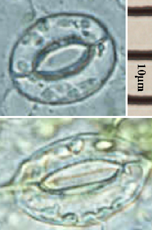 Настоящие микрофотографии устьиц Arabidopsis: сверху щель открыта, снизу закрыта. Автор KuriPop, 26.06.2008, CC BY-SA 3.0. Оригинал без изменений; на верхнем кадре показана шкала 10 мкм. Её нельзя автоматически переносить на нижний кадр. Это иллюстрация строения, не снимки учебной серии А/Б.