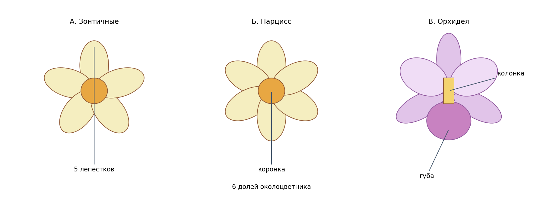 Учебные модели: А — пятичленный цветок Зонтичных; Б — нарцисс, шесть долей околоцветника и коронка; В — цветок орхидеи с губой и колонкой. Масштаб условный; тычинки А и Б перечислены в карточках.