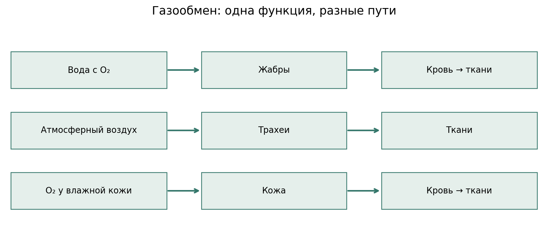 Три пути газообмена: растворённый O₂ через жабры, воздух через трахеи, обмен через влажную кожу. Стрелки показывают функцию, а не родство групп.