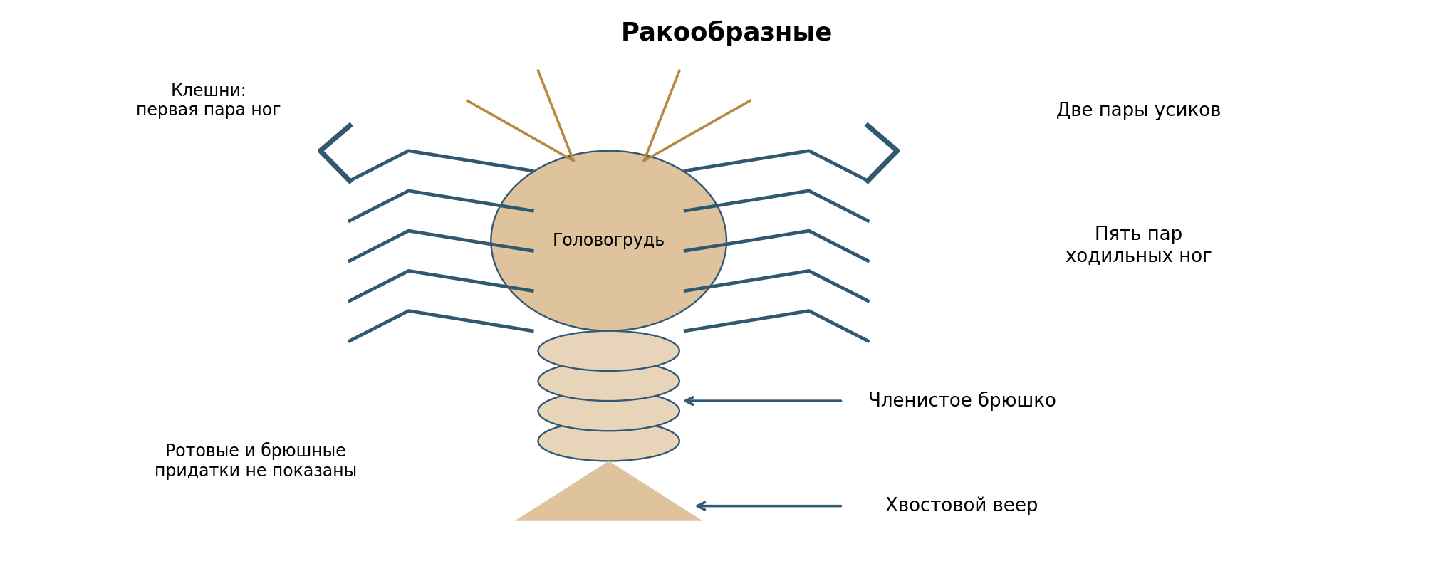Речной рак, условный вид сверху: две пары усиков, головогрудь, пять пар ходильных ног (первая с клешнями), членистое брюшко и хвостовой веер. Ротовые и брюшные придатки не показаны; схема не в масштабе.