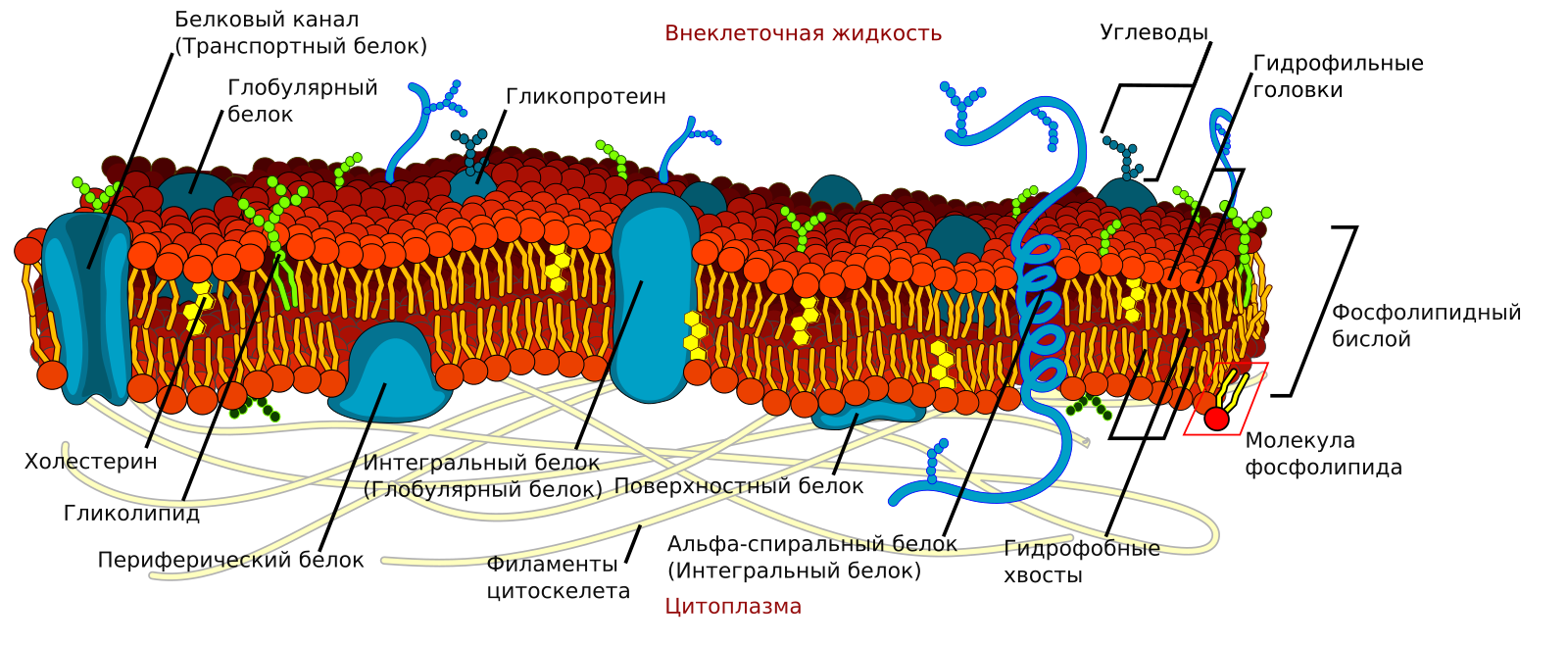 Жидкостно-мозаичная модель мембраны